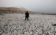 Mass Death in Kolgrafafjörður