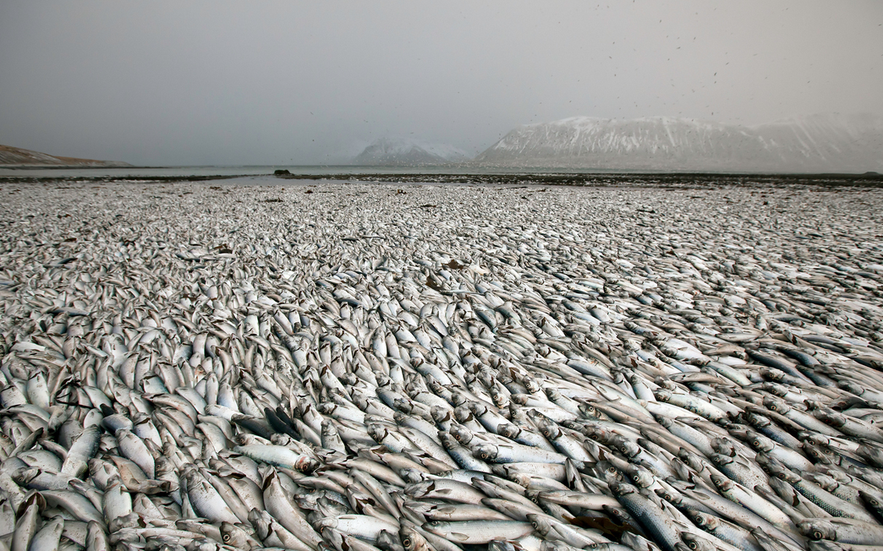 Mass Death in Kolgrafafjörður