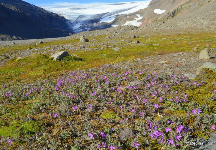 Hiking to Drangajökull Glacier & the Sights by Snæfjallastrandarvegur 635