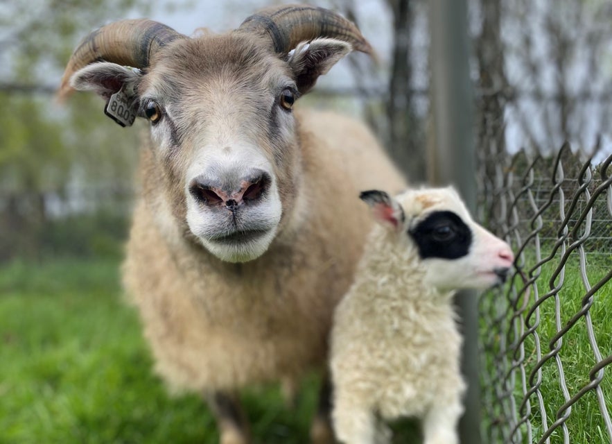 Informazioni sullo zoo e sul parco di Reykjavik (Fjolskyldu- og Husdyragardurinn)