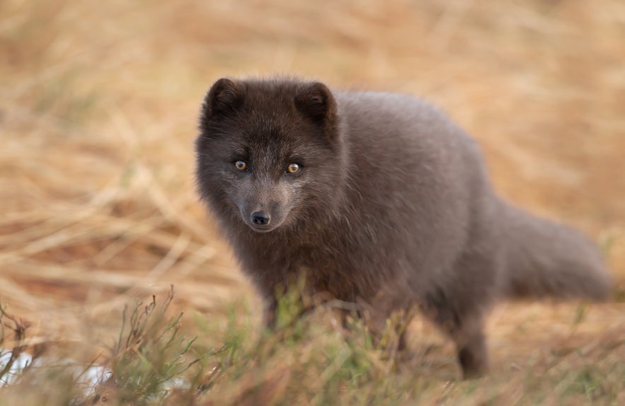 Informazioni sullo zoo e sul parco di Reykjavik (Fjolskyldu- og Husdyragardurinn)