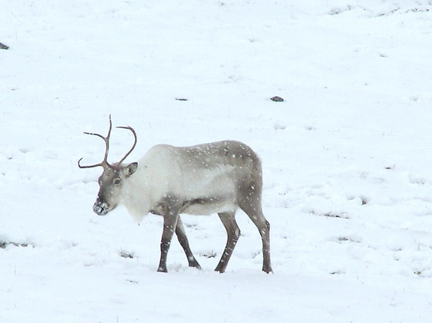 De Dierentuin & Familiepark van Reykjavik (Fjolskyldu- og Husdyragardurinn)