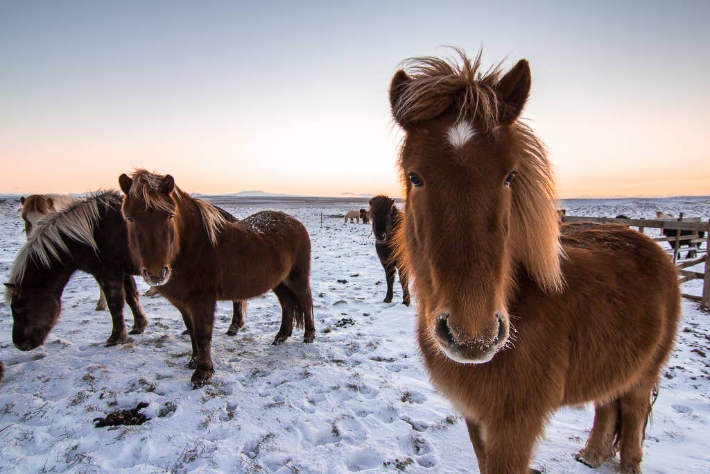 Icelandic horses - our friends