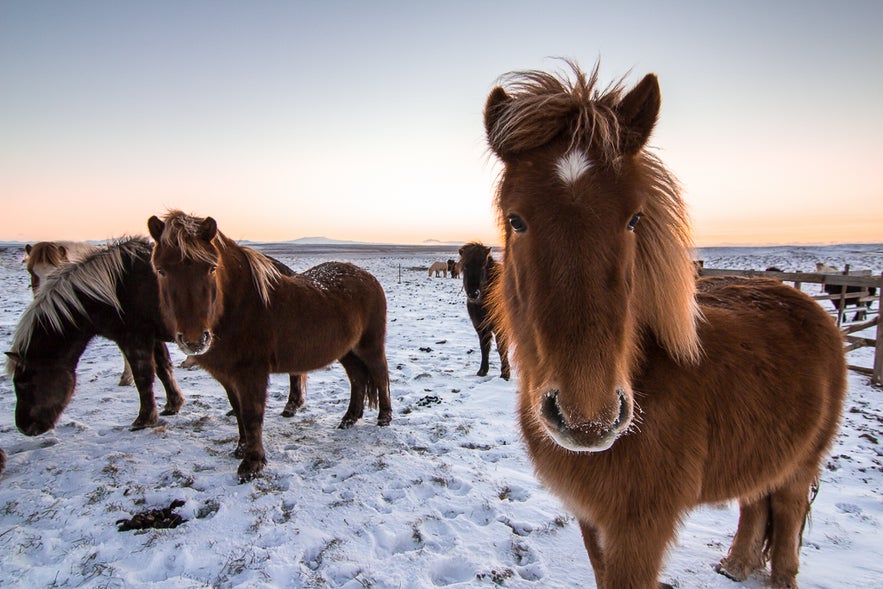 horses in Iceland