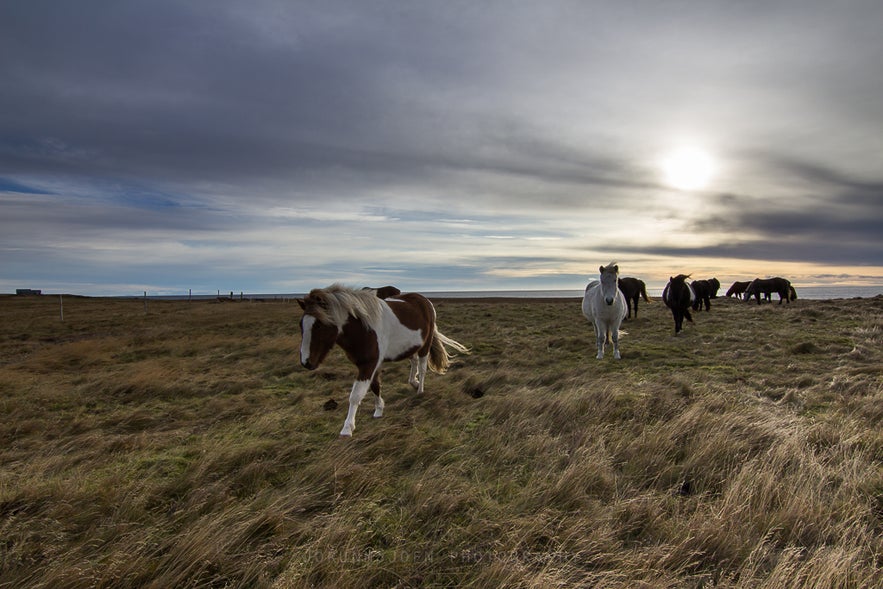 icelandic horses