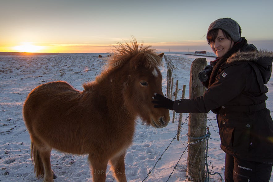 icelandic horses