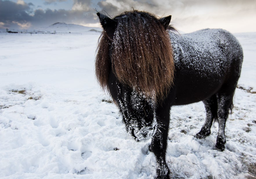 icelandic horse in winter coat