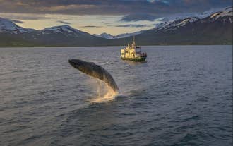 Ein Buckelwal springt in der Nähe eines Walbeobachtungsboots im Eyjafjördur-Fjord aus dem Wasser, mit schneebedeckten Bergen im Hintergrund.