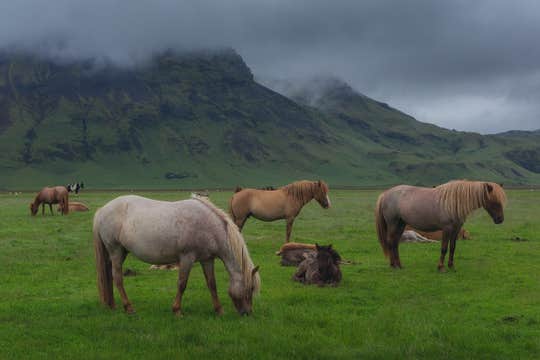 Private Family-Friendly South Coast Tour with Reynisfjara Beach and Transfers from Reykjavik