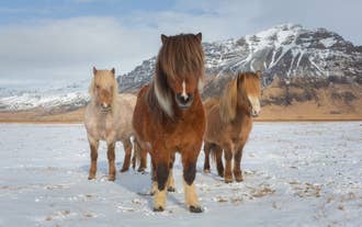Trois chevaux islandais debout sur une plaine enneigée, avec des montagnes en arrière-plan.