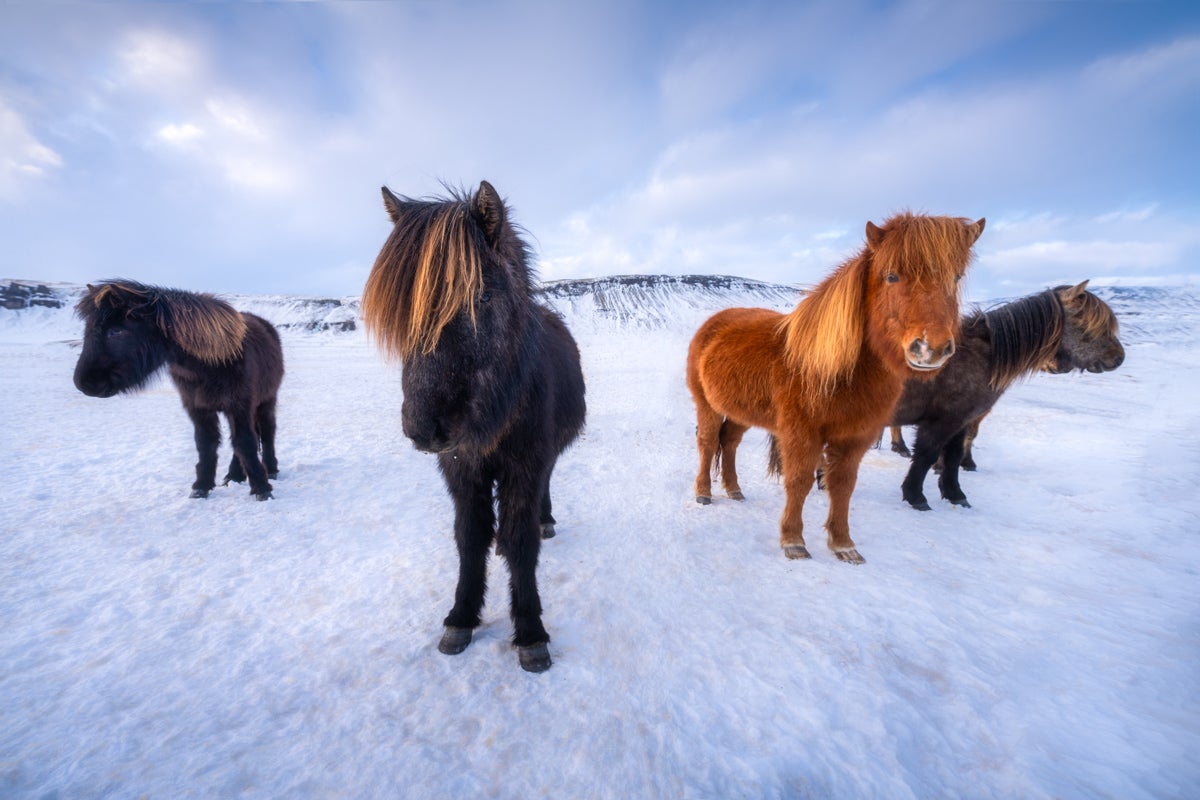IJslandse paarden met dikke wintervachten staan op besneeuwde vlaktes onder een bewolkte lucht.