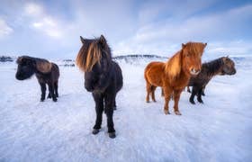 Golden Circle Minibus Tour With Visit to Fridheimar & Kerid Crater Lake