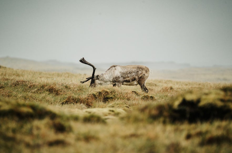 Wild reindeer grazing in the grassy highlands near the Karahnjukavirkjun power plant.