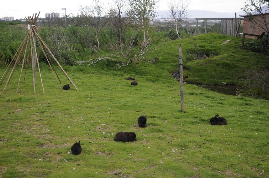 Rabbits in Iceland