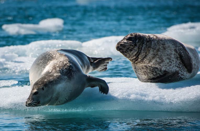 Private Jokulsarlon and Diamond Beach Tour with South Coast Highlights and Reykjavik Transfers