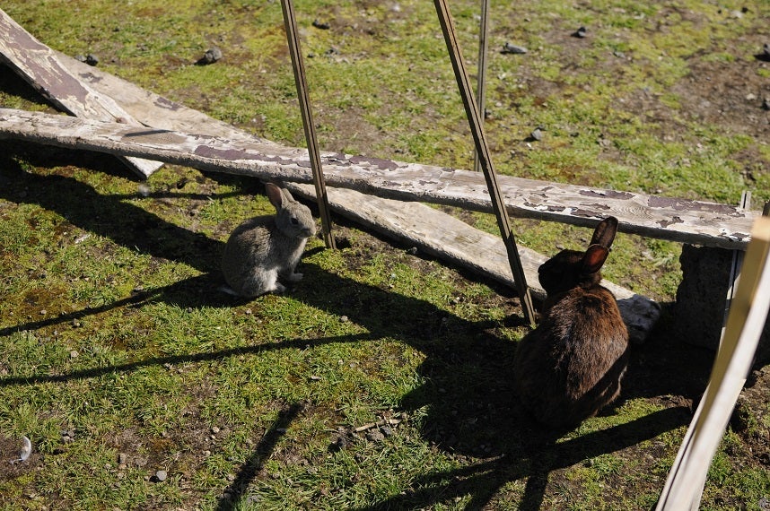 Rabbits in Iceland