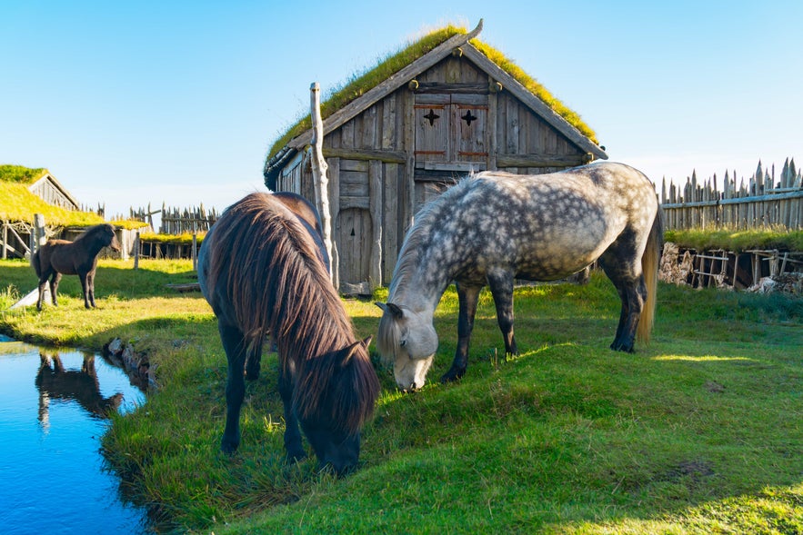 Icelandic horses grazing by turf-roof Viking houses, showcasing Icelandic heritage and culture