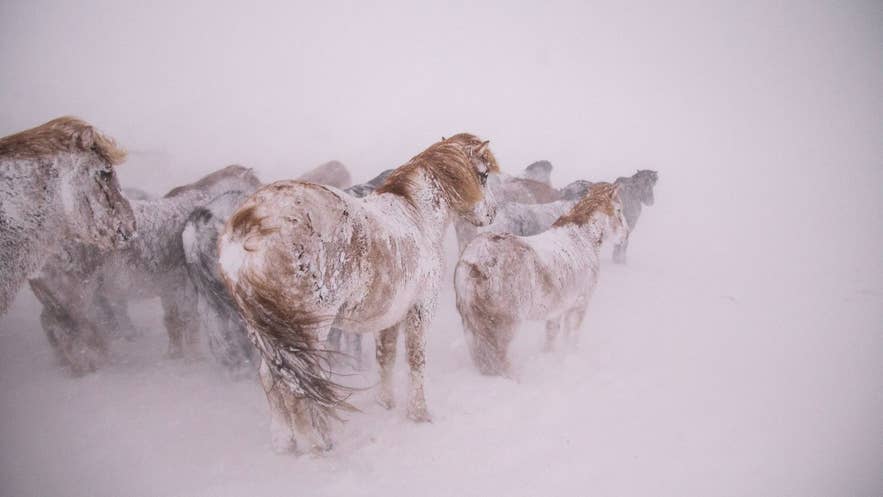 Eine Herde dicht aneinandergedrängter und von Schnee bedeckter Islandpferde, die einem Schneesturm trotzen: Ein Sinnbild für ihre Widerstandsfähigkeit gegenüber Islands rauem Winterwetter.