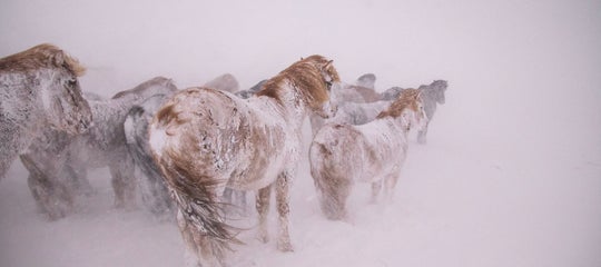 horses snow storm winter.jpg