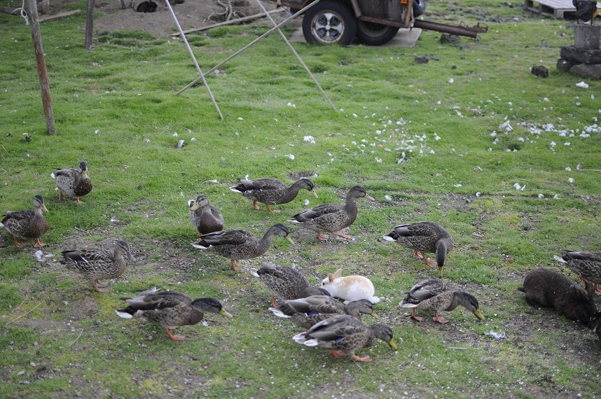 Rabbits in Iceland