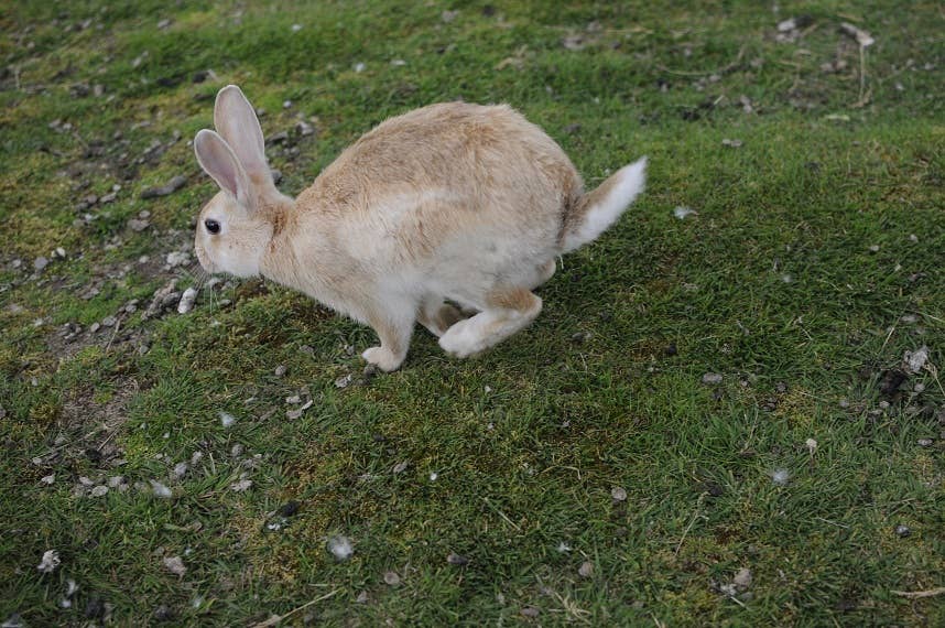 Rabbits in Iceland | Guide to Iceland