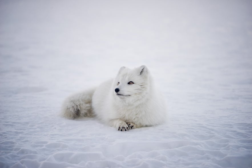 An Arctic fox in its winter coat.