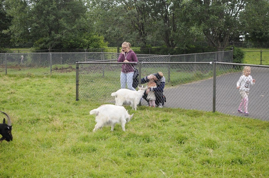 It’s all Fluff and Games at Reykjavík Park