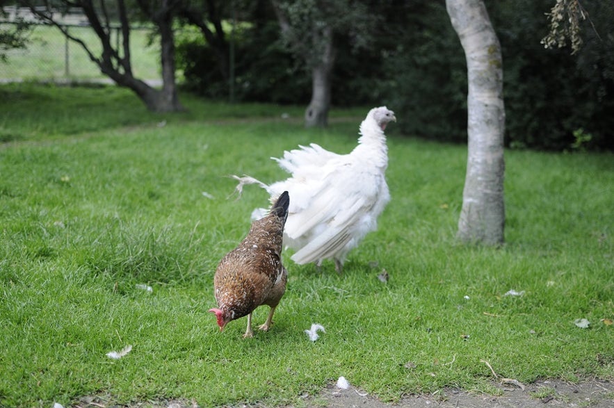 It’s all Fluff and Games at Reykjavík Park