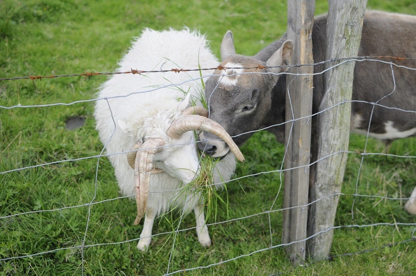 The Cute Animals of Iceland