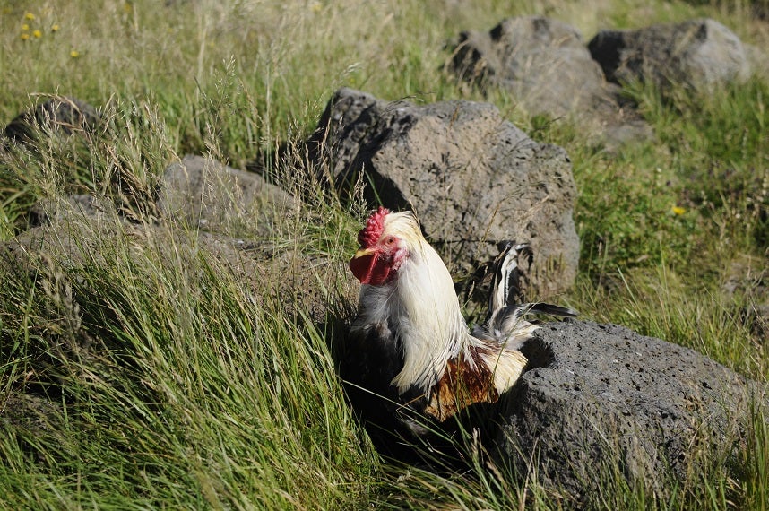 The Cute Animals of Iceland