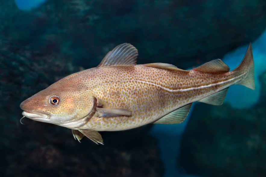 Atlantic cod swimming underwater, used to make kutmagar, a traditional Icelandic delicacy made from fish stomach