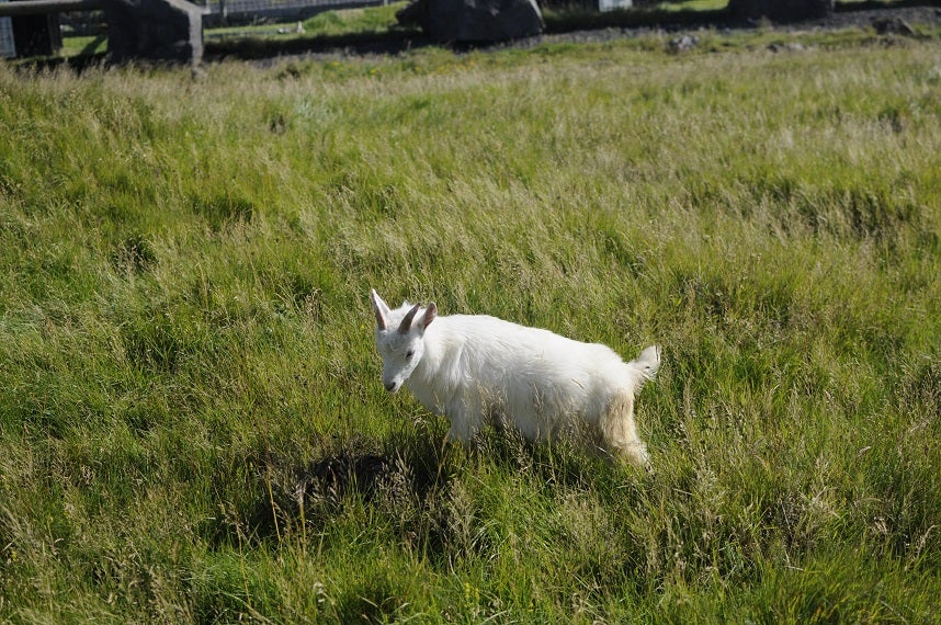 The Cute Animals of Iceland