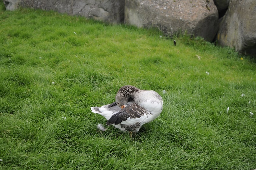 The Cute Animals of Iceland