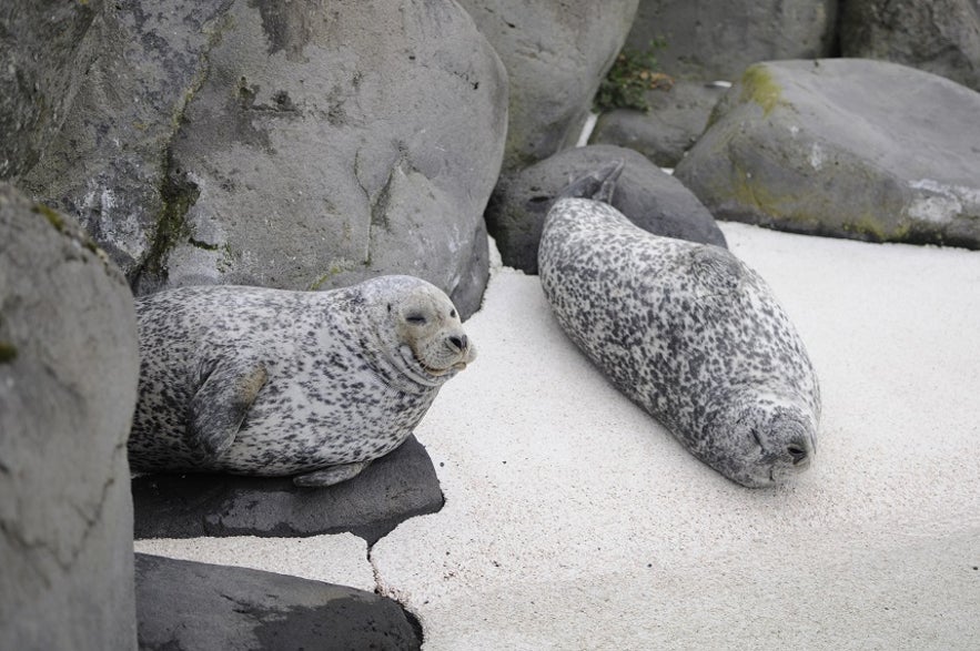 The Cute Animals of Iceland