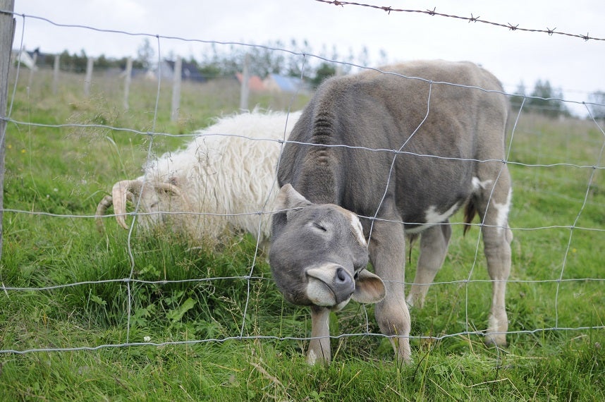 The Cute Animals of Iceland