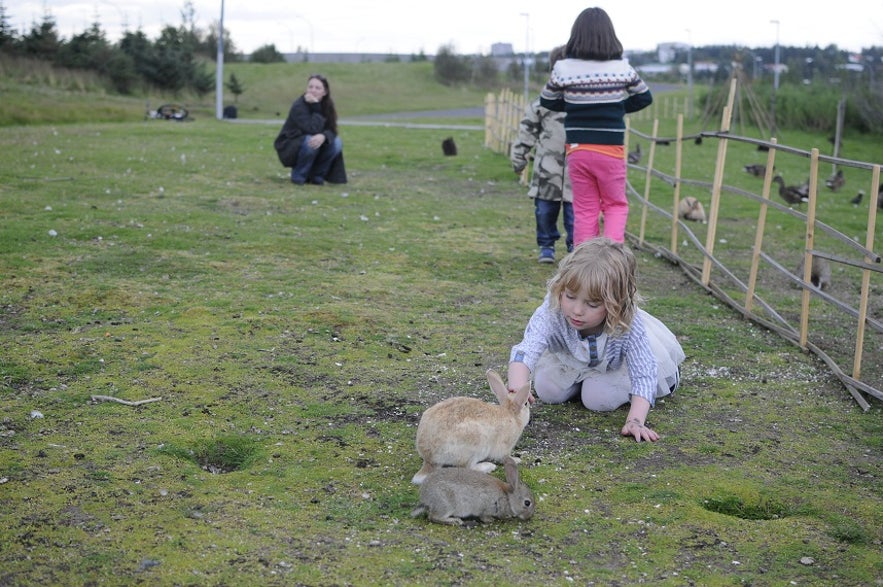 The Cute Animals of Iceland