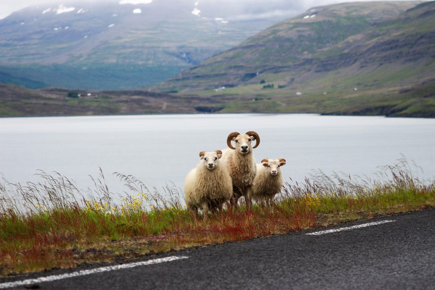 Three Icelandic sheep by a fjordside road with misty mountains in Iceland Three Icelandic sheep by a fjordside road with misty mountains in Iceland