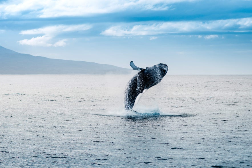 Humpback whale jumping from the sea, spray arcing above the water with distant hills under a blue sky in Iceland Humpback whale jumping from the sea, spray arcing above the water with distant hills under a blue sky in Iceland