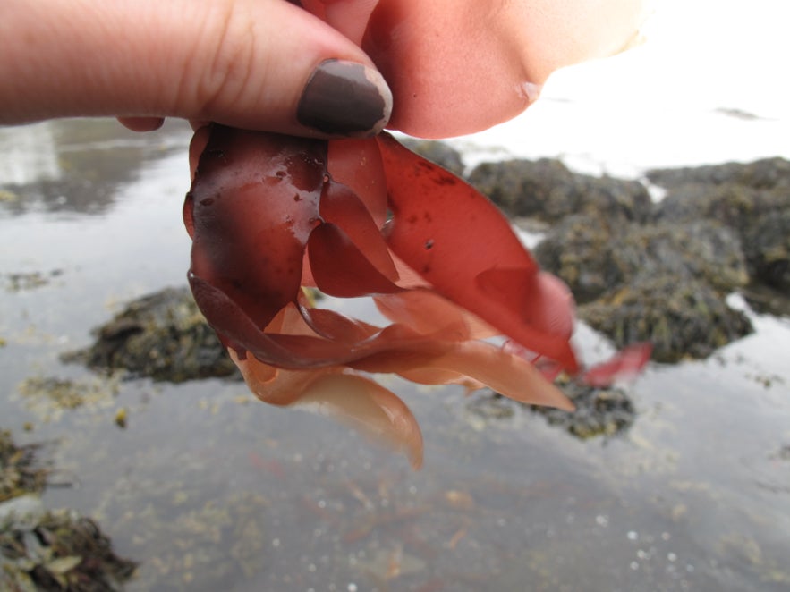 Real Adventure in the Westfjords!