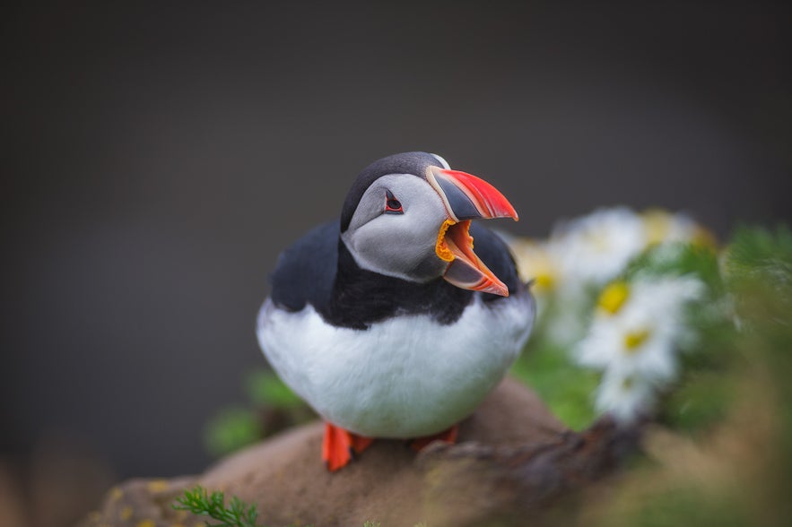 Atlantic puffin perched on a cliff, beak open to show bright orange mouth, with wildflowers in the background