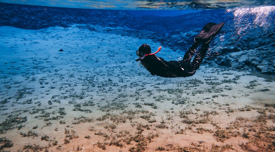Snorkeler floating in the clear blue waters of Silfra Fissure in Thingvellir National Park, Iceland.