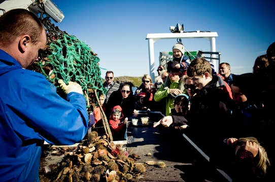 Exceptional 1-Hour Sightseeing and Seafood Cruise in Breidafjordur from Stykkisholmur