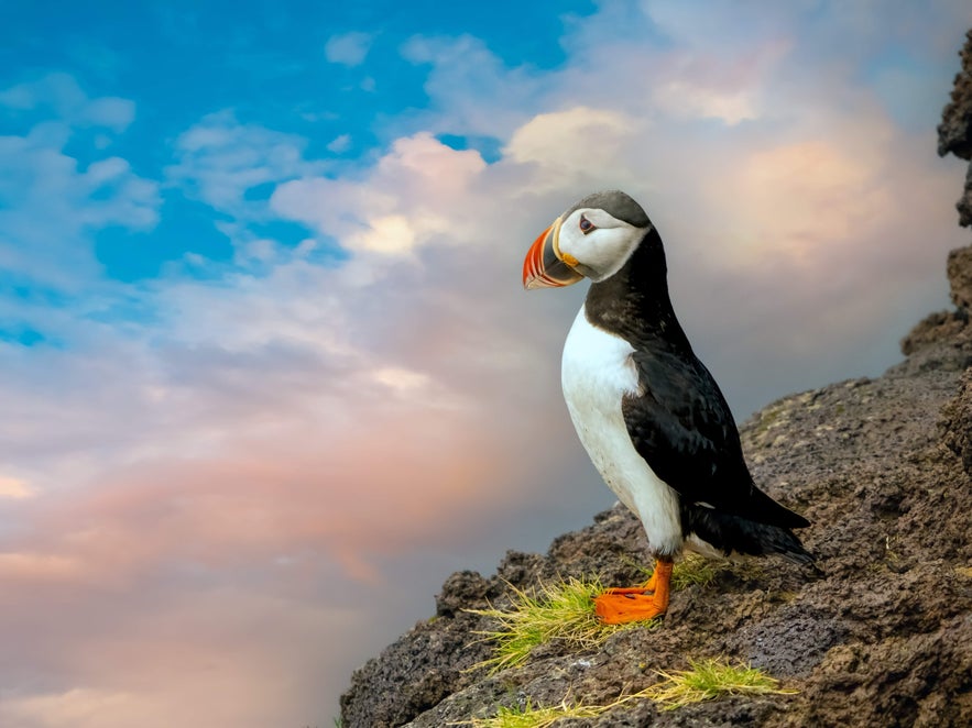 Atlantic puffin standing on a rocky cliff in the Westman Islands, Iceland.
