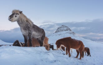 Icelandic horses photographed in front of Kirkjufell Mountain during winter in Iceland.