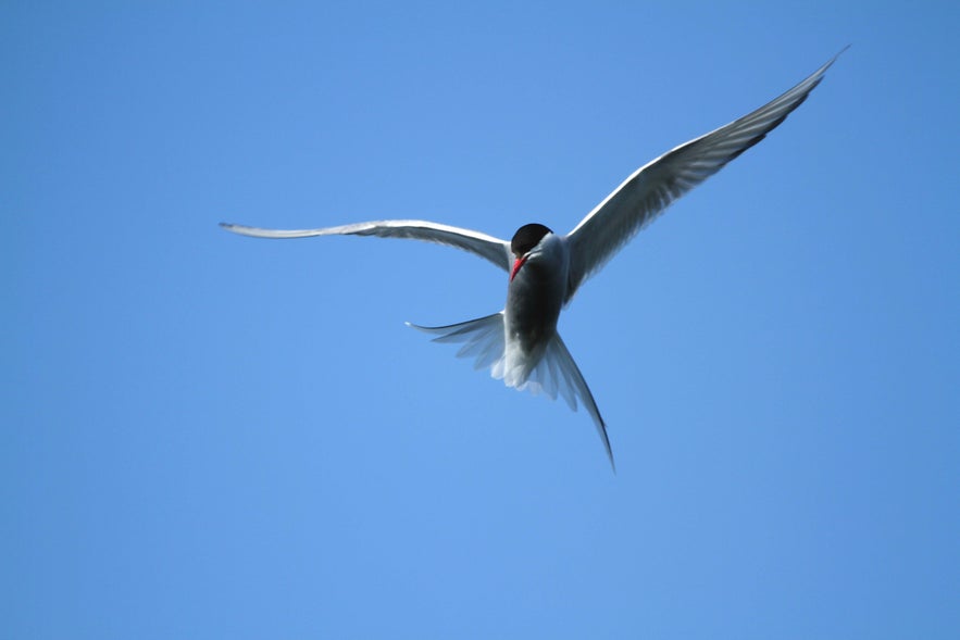 An Arctic tern soars above Krysuvikurbjarg Cliffs, a striking example of the coastal natural beauty of Iceland