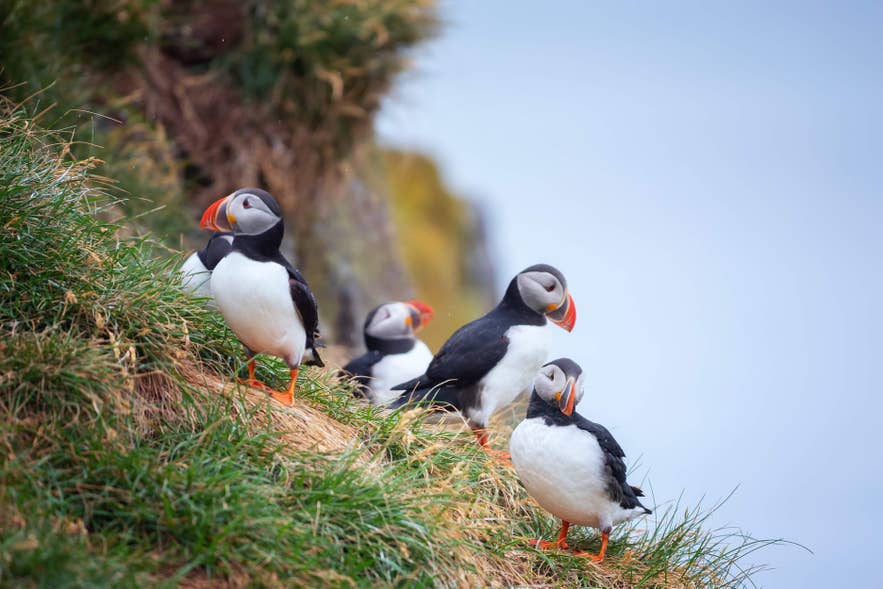 Bunte Papageientaucher sitzen auf grasbewachsenen Klippen in Borgarfjördur Eystri – ein bezaubernder Ort, der Islands Naturschönheit zeigt