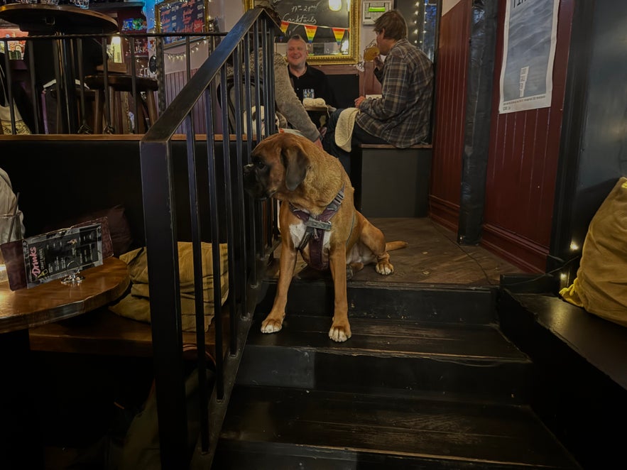 Large brown dog sitting on the steps inside 22 Bar, with guests drinking and talking at nearby tables.