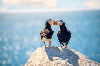 Pair of puffins facing each other on a rock with the ocean sparkling in the background.