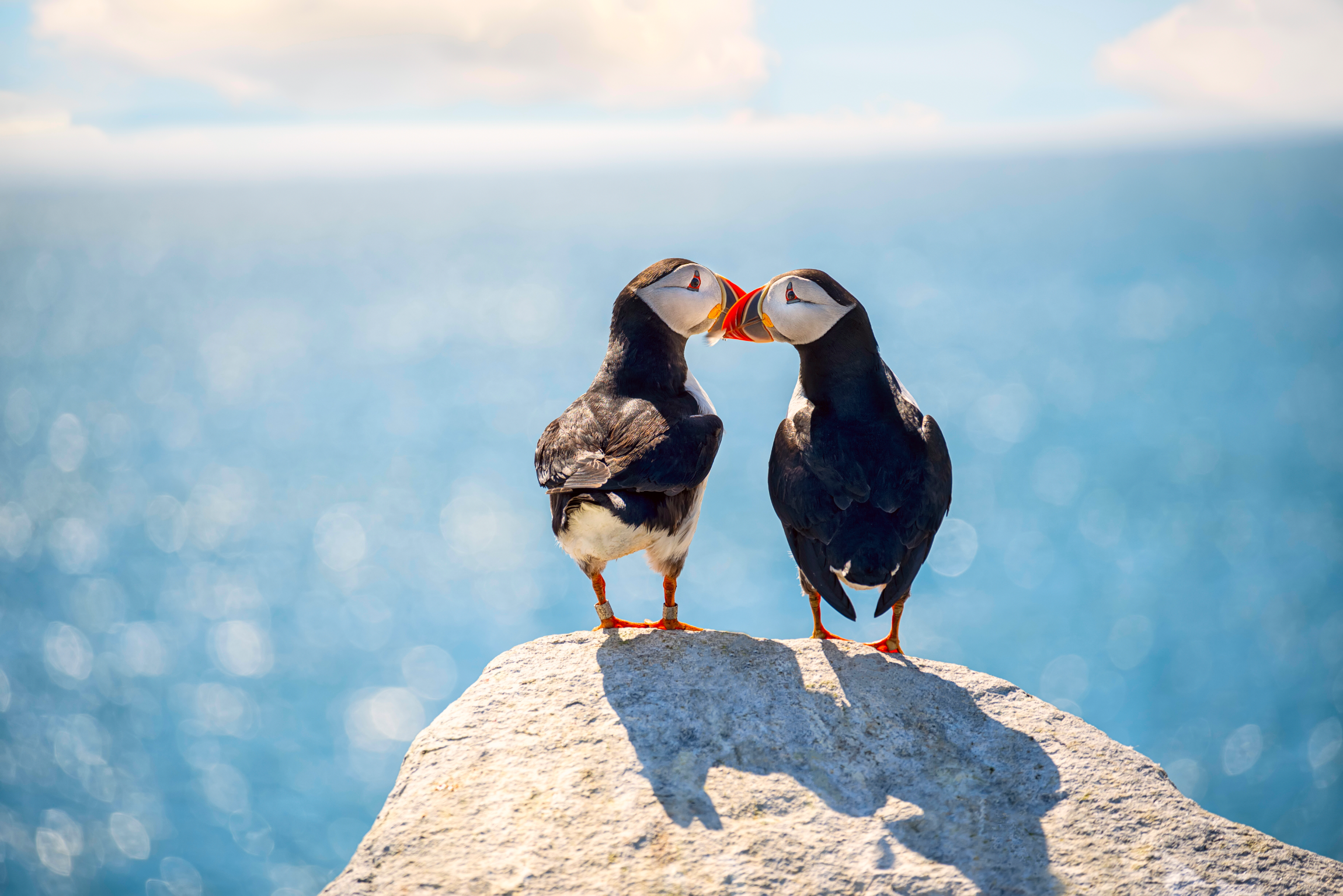 Pair of puffins facing each other on a rock with the ocean sparkling in the background.
