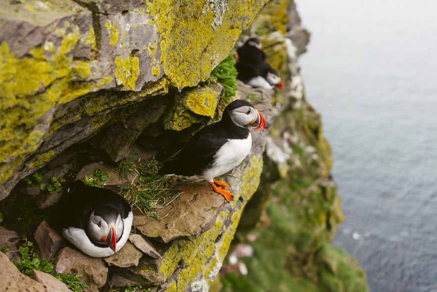 Papageientaucher ruhen sich auf einem Felsvorsprung an den Latrabjarg-Klippen aus.